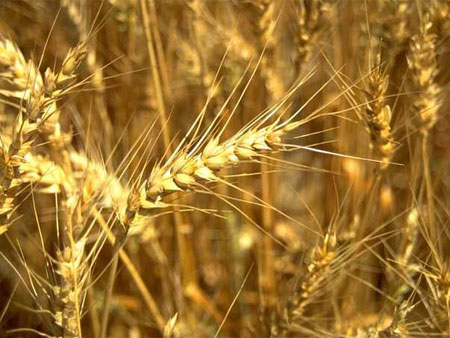 На Сумщине обмолочено 64% посевов пшеницы