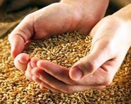 Аграриями намолочено 569 тыс. тонн зерна